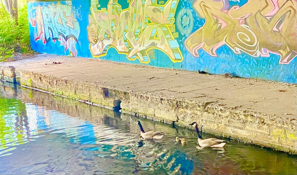 geese