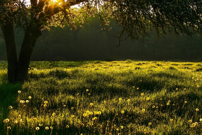 meadow-5263664_1280