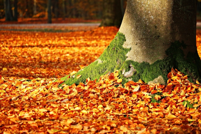 autumn-1913485_1920