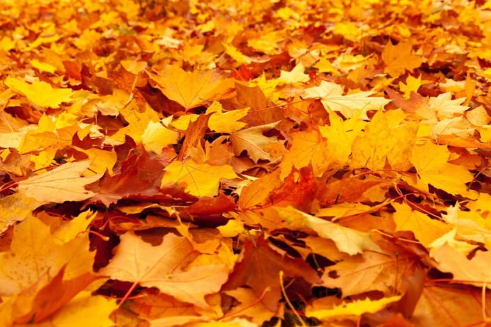 autumn-84714_1280
